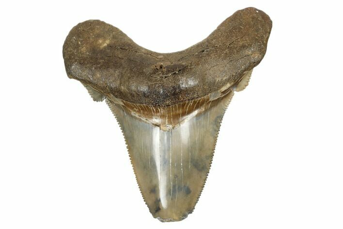 Serrated, Angustidens Tooth - Megalodon Ancestor #170346